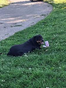 Rottweiler Puppies – Ready - Photo 7