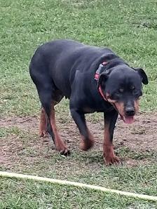 Rottweiler Puppies – Ready - Photo 8