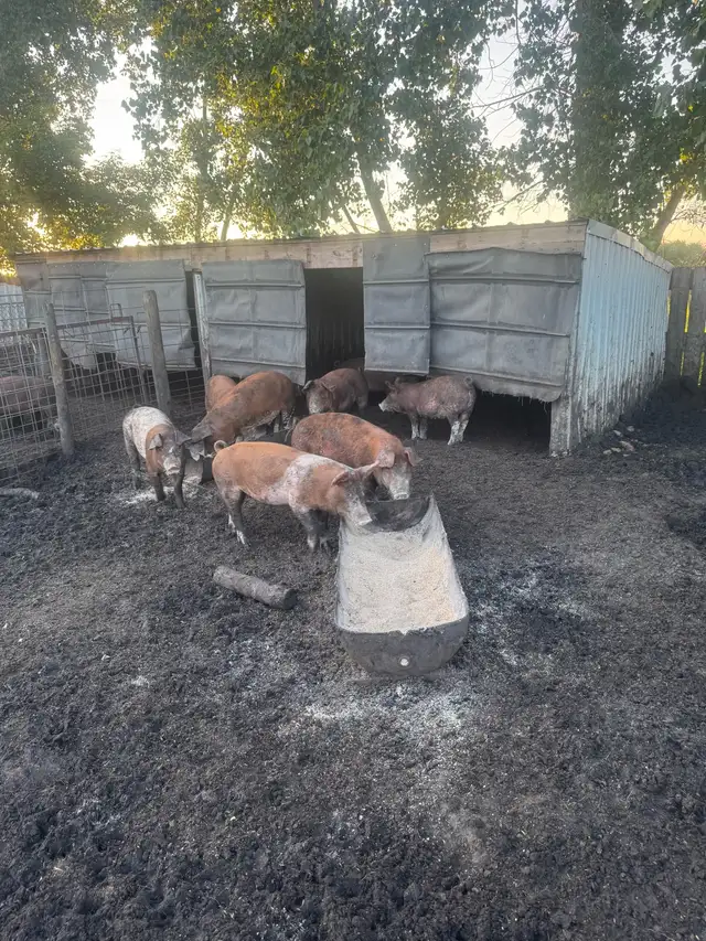 Weanling/feeder pigs