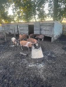 Weanling/feeder pigs