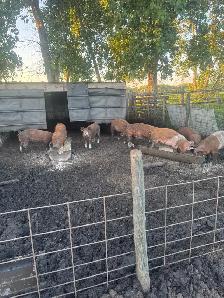 Weanling/feeder pigs - Photo 2
