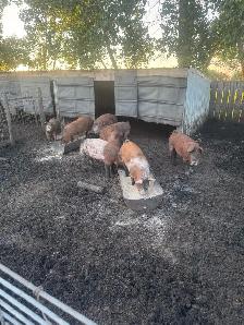 Weanling/feeder pigs - Photo 3
