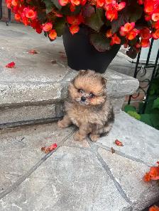 Pomeranien