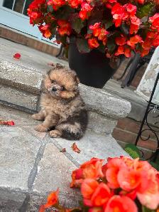 Pomeranien - Photo 2