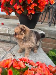 Pomeranien - Photo 3