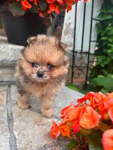 Pomeranien - Photo 4