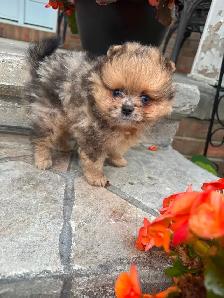 Pomeranien - Photo 5