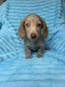 Mini Dachshund Puppies