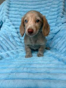 Mini Dachshund Puppies - Photo 2