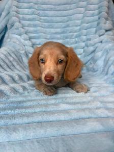 Mini Dachshund Puppies - Photo 3