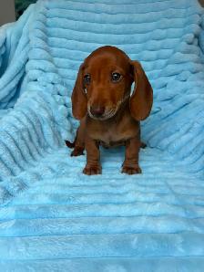 Mini Dachshund Puppies - Photo 4