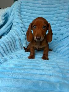 Mini Dachshund Puppies - Photo 5