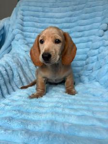 Mini Dachshund Puppies - Photo 6