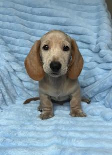 Mini Dachshund Puppies - Photo 7