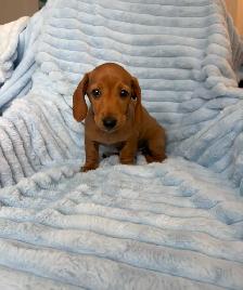 Mini Dachshund Puppies - Photo 8