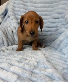 Mini Dachshund Puppies - Photo 9