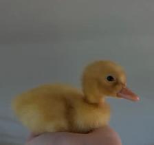 2 purebred pekin ducklings & chicks!