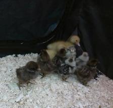 2 purebred pekin ducklings & chicks! - Photo 2