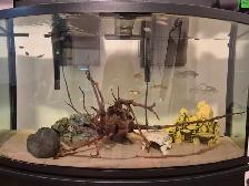 Aquarium - Fish Tank
