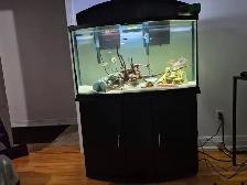Aquarium - Fish Tank - Photo 2