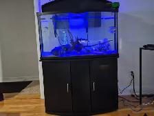 Aquarium - Fish Tank - Photo 4