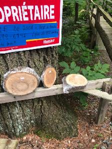 Bois en tranches à vendre à très très bon prix! - Photo 3