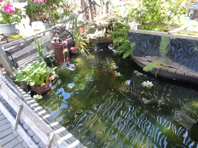 NEW HOME FOR KOI FISH