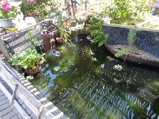 NEW HOME FOR KOI FISH