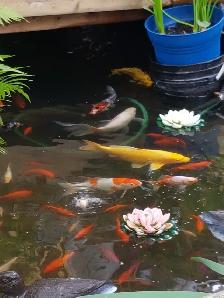 NEW HOME FOR KOI FISH - Photo 2