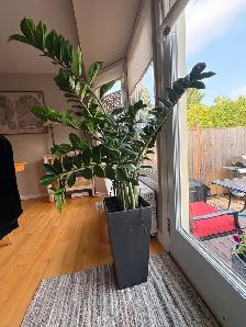 ZZ Plant