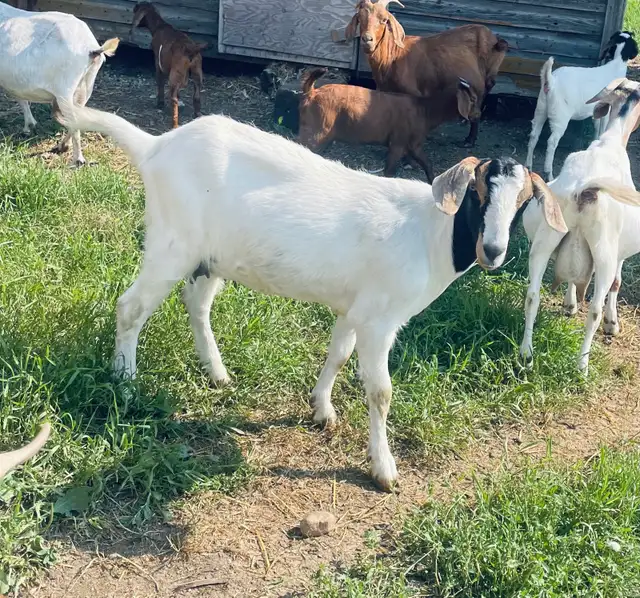 Beautiful Boer doe