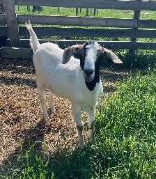 Beautiful Boer doe - Photo 2