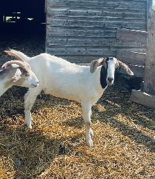 Beautiful Boer doe - Photo 3