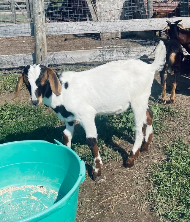 Boer breeding buckling - big Boer buck