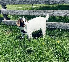 Boer breeding buckling - big Boer buck - Photo 2