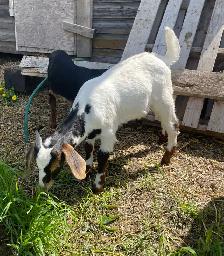 Boer breeding buckling - big Boer buck - Photo 3
