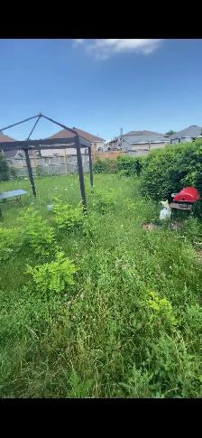 cut grass front and back