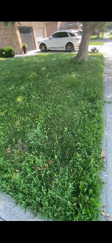 cut grass front and back - Photo 3