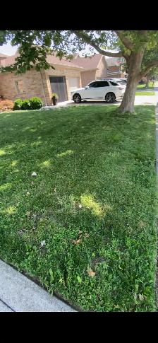 cut grass front and back - Photo 4