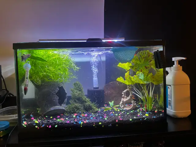 10 gallon and 10 gallon tall with bettas