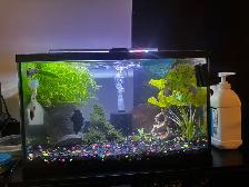 10 gallon and 10 gallon tall with bettas