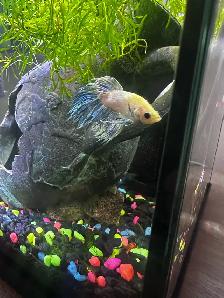 10 gallon and 10 gallon tall with bettas - Photo 2
