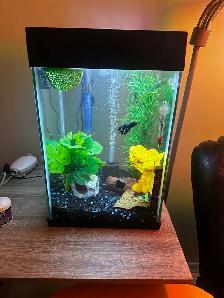 10 gallon and 10 gallon tall with bettas - Photo 3