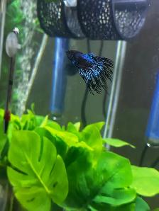 10 gallon and 10 gallon tall with bettas - Photo 5