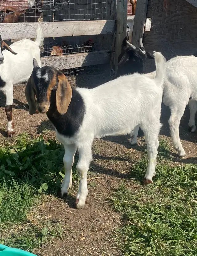 Boer Bucklings for sale