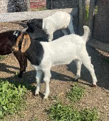 Boer Bucklings for sale - Photo 2