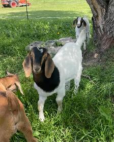 Boer Bucklings for sale - Photo 5