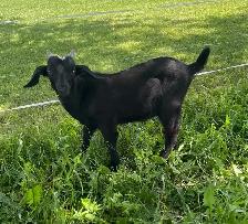 Boer Bucklings for sale - Photo 6