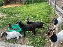 Boer Bucklings for sale - Photo 7