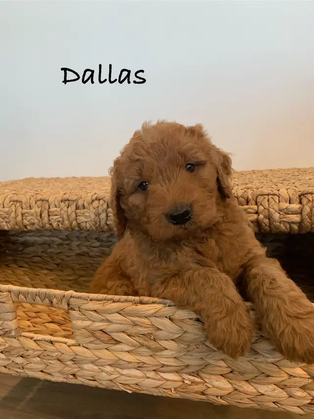 Adorable Goldendoodles for sale